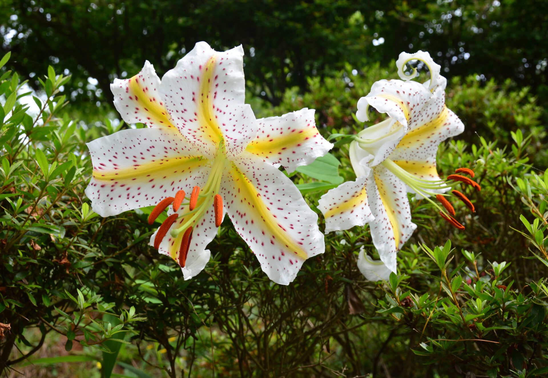 夏の日差しに、柏崎市の花・ヤマユリが赤坂山公園など各地で見頃