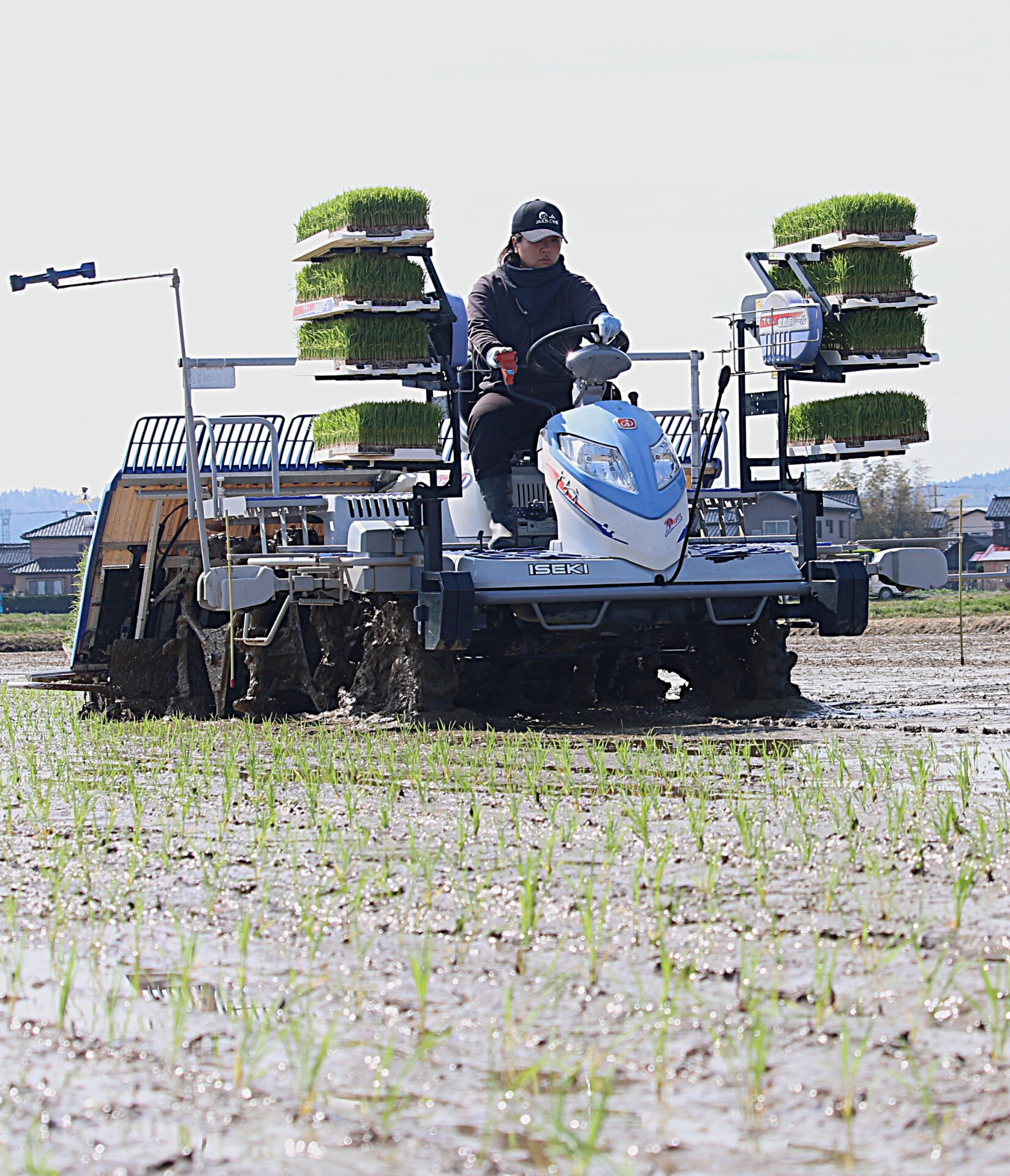 いち早い実りへ 柏崎市内で極早生米「葉月みのり」田植え | 柏崎日報社