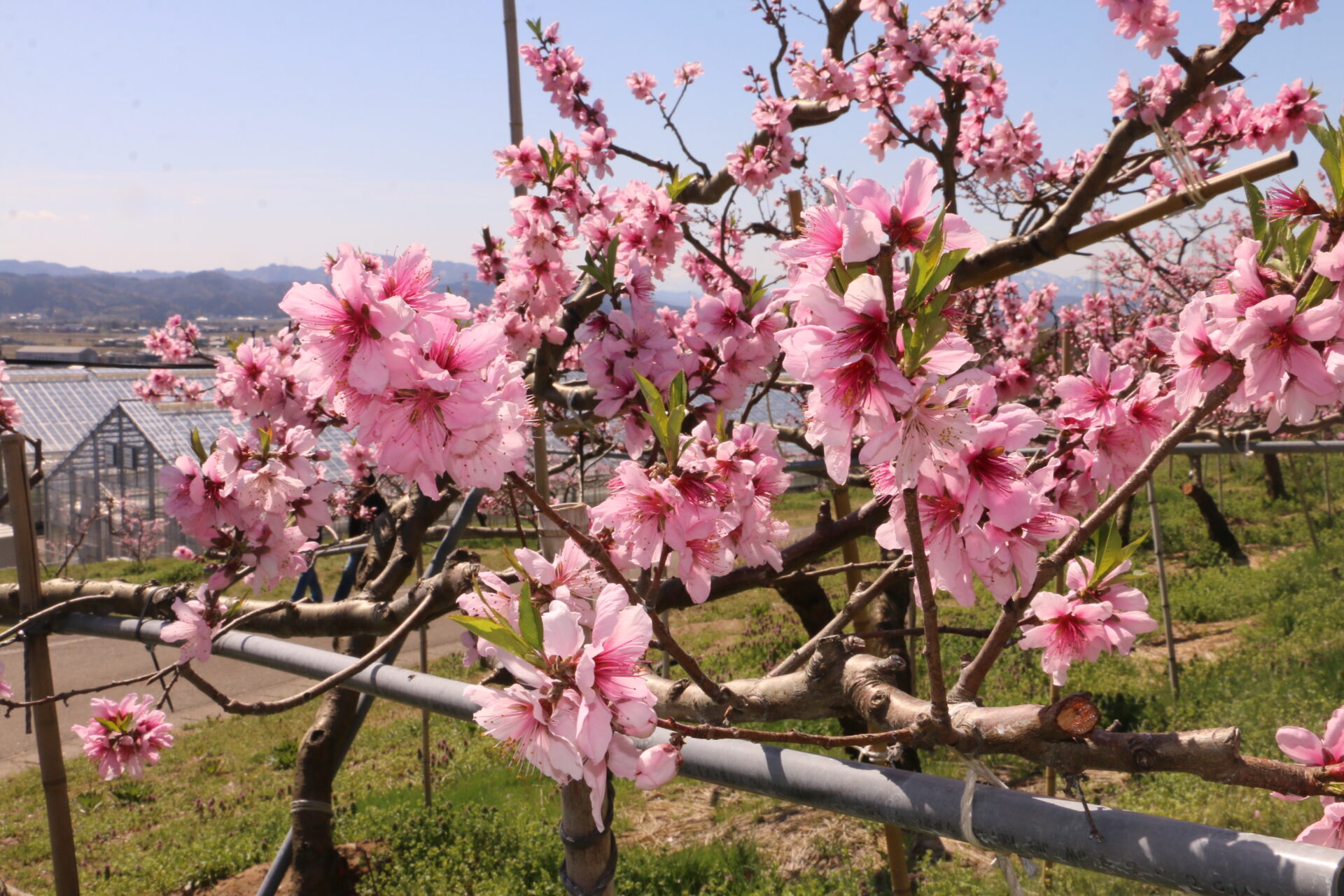 刈羽村の桃の花見フェス19日 現行形式では最終回に | 柏崎日報社